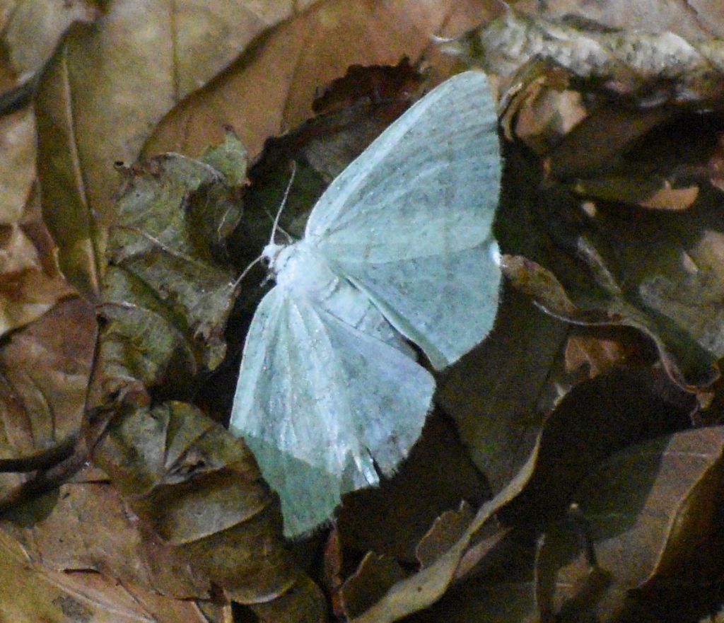 falena da id. 1